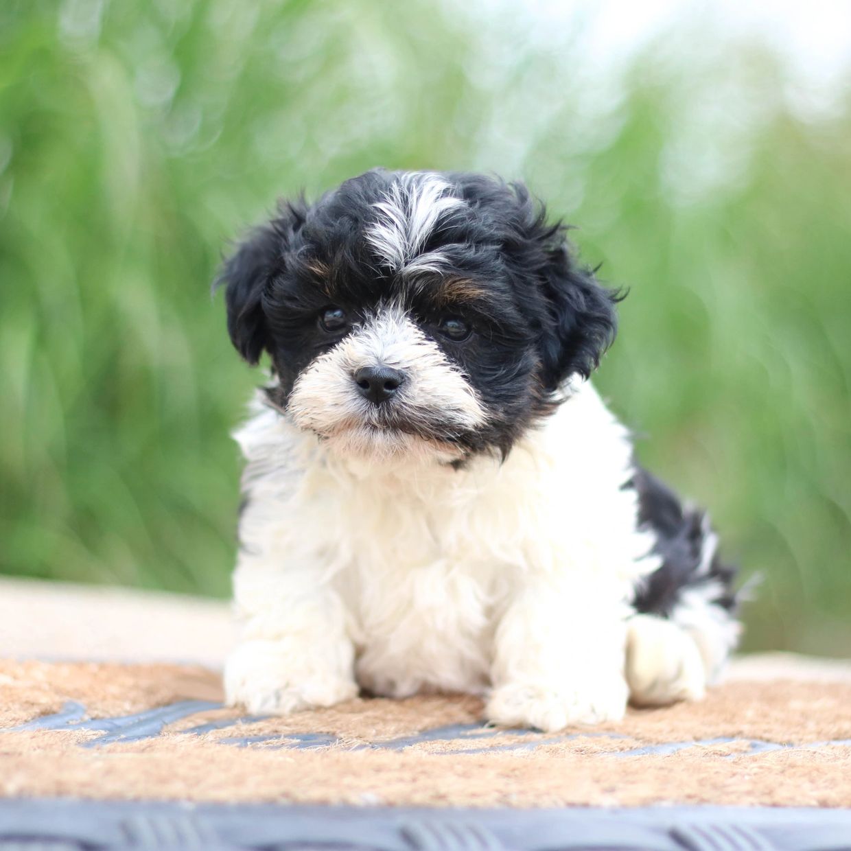 StonyRidge "Teddy Bear" Shichon Puppy Album! Shichon, Shichon Puppies